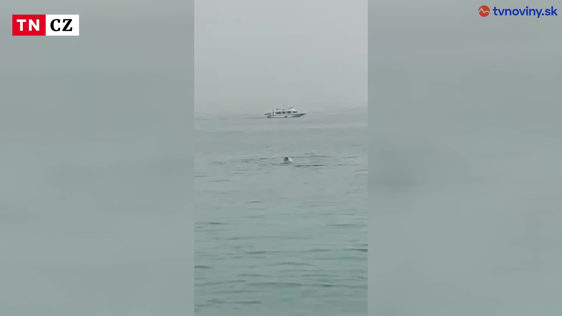 Žralok v Hurghade usmrtil turistu
