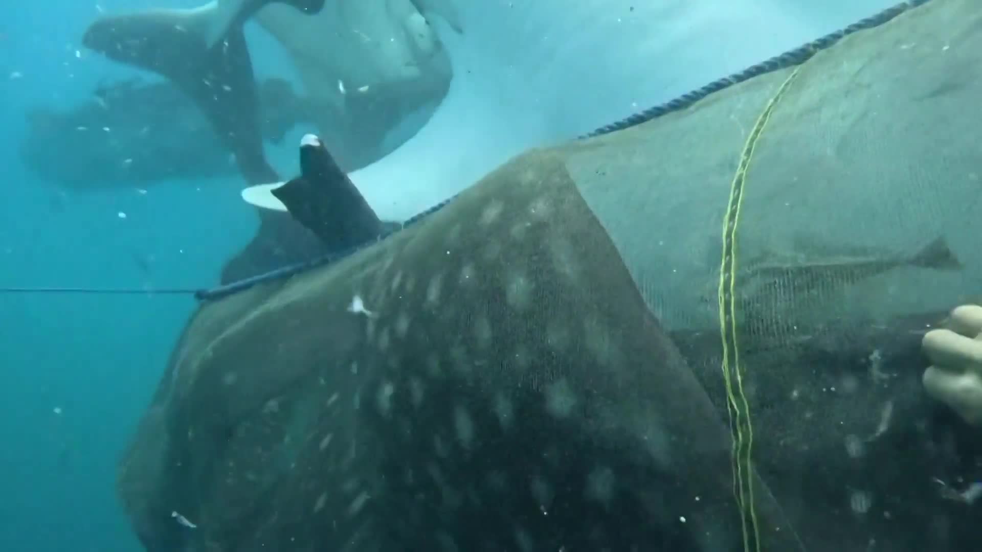Záchrana žralokov veľrybích