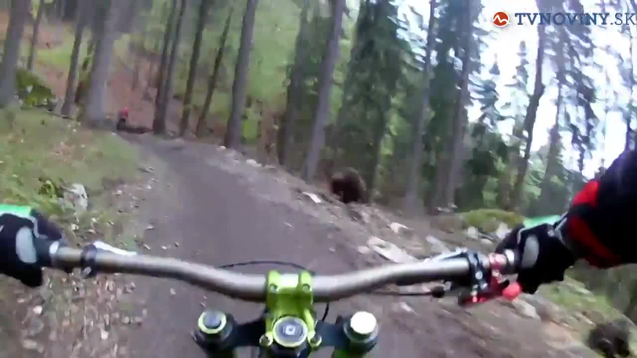 Medvedie video