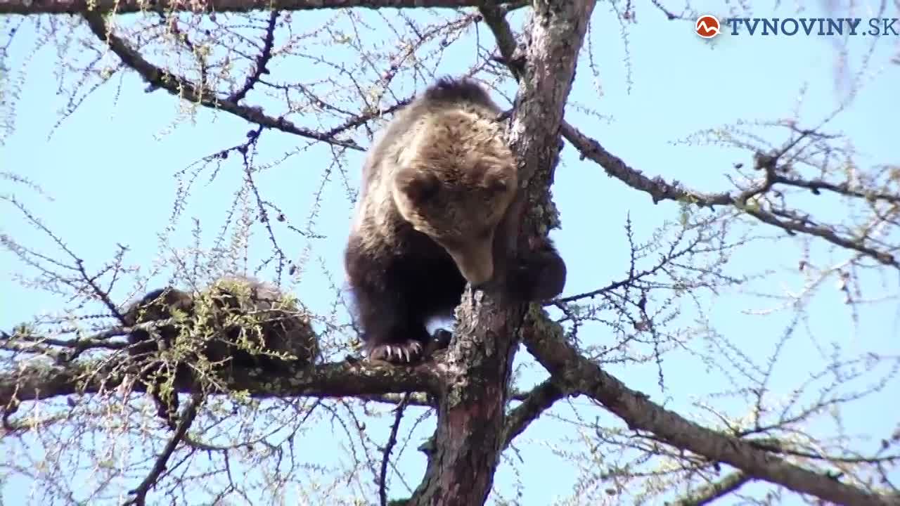 Medvede na strome v Starom Smokovci