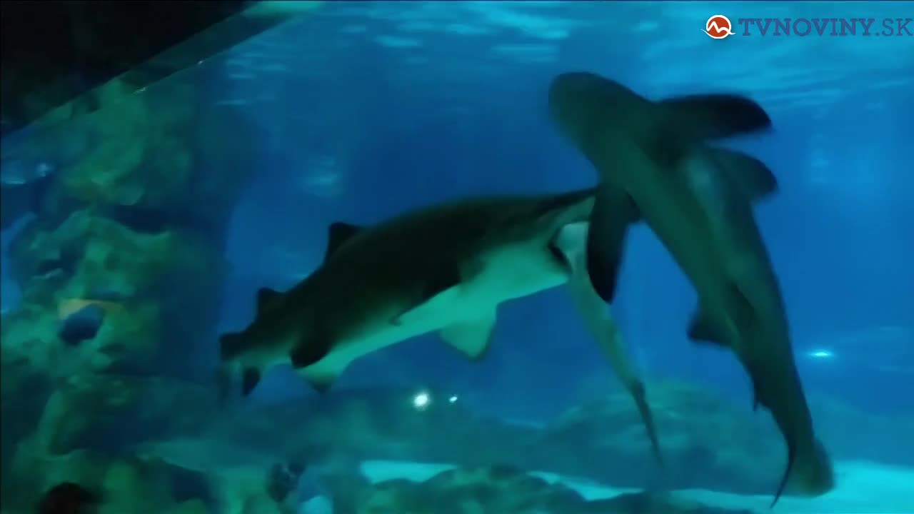 Žralok kanibal