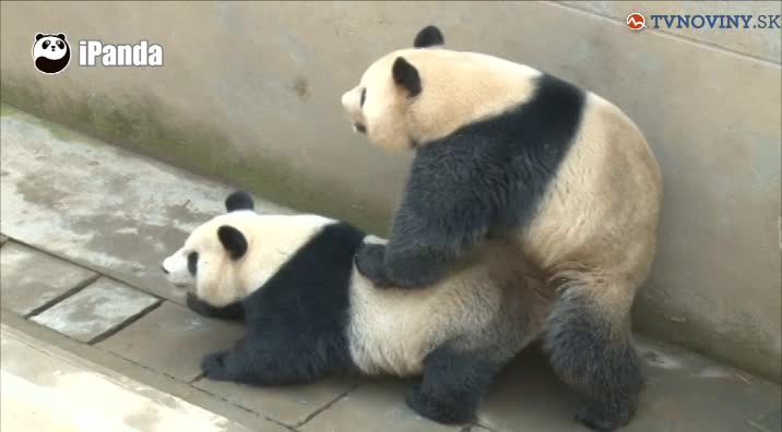 Rekordne dlhý sexuálny styk pandy
